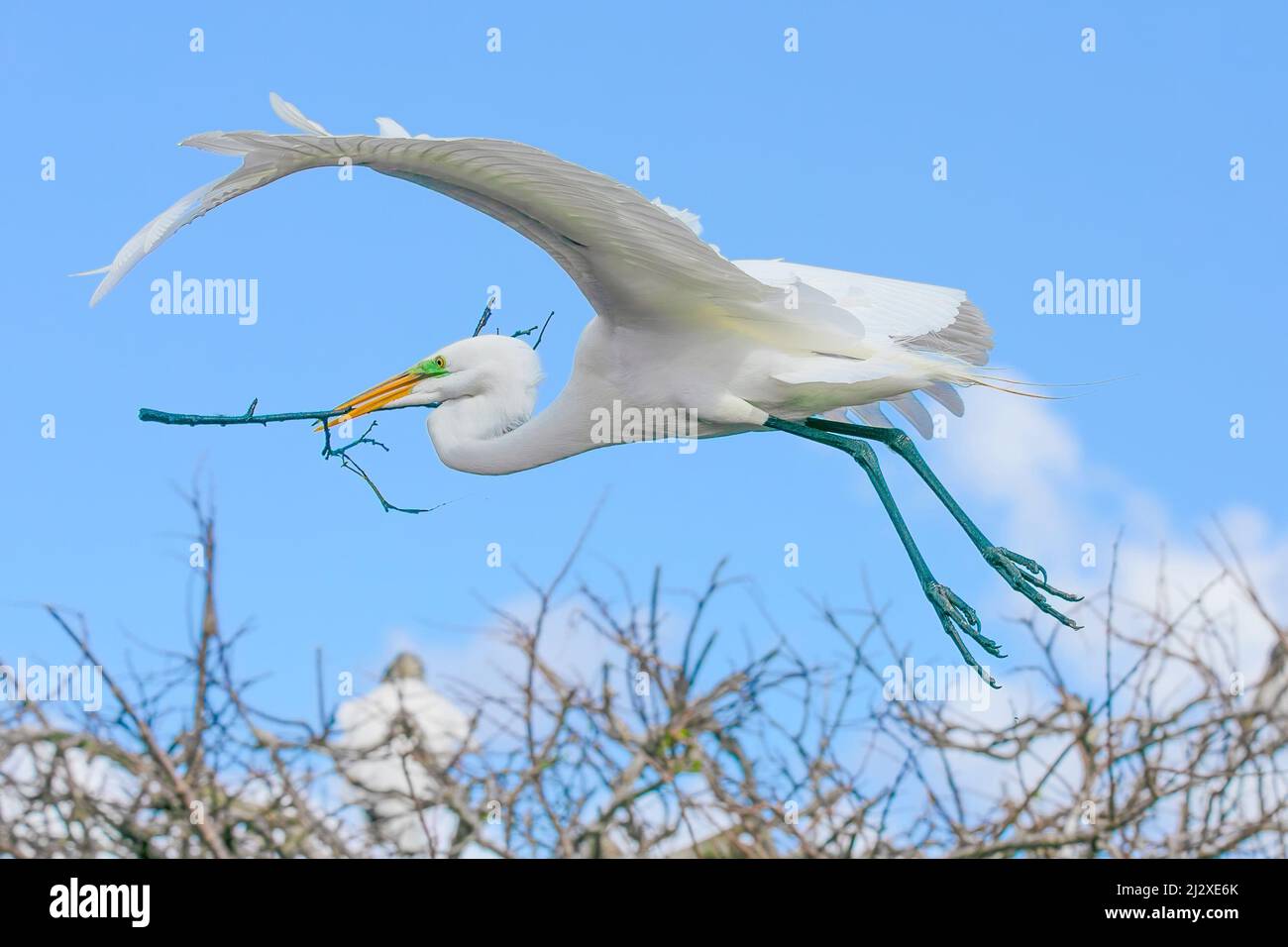A great white egret returns to the nest with a twig for its mate's approval.. Stock Photo