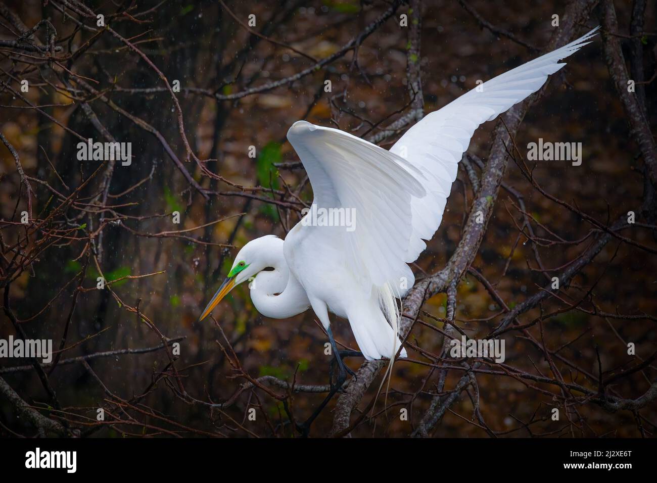 A great white egret looks for nest building materials in Everglades National Park. Stock Photo