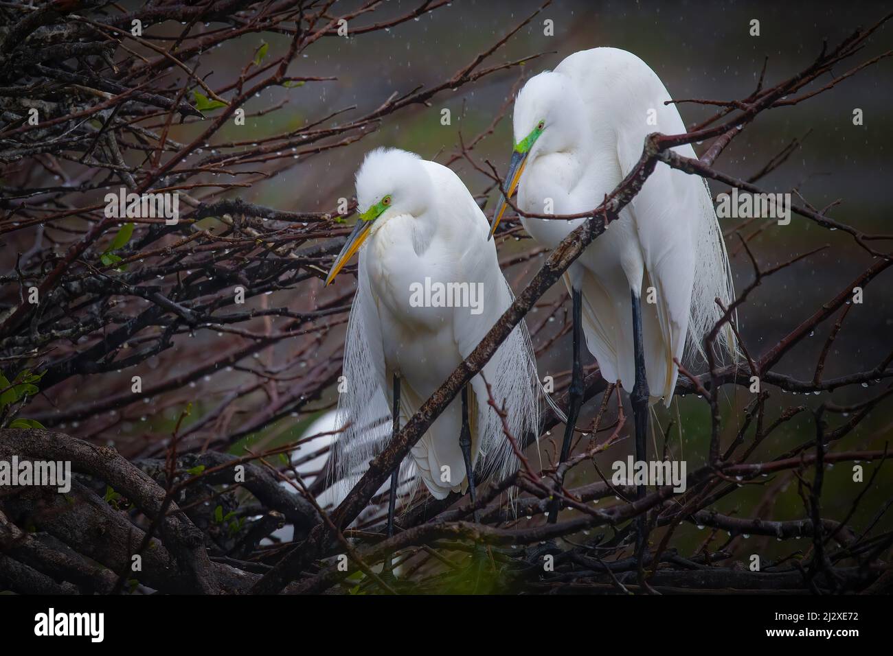 A pair of great white egrets keep a close eye on their nest at Wakodahatchee Wetlands in Delray, FL. Stock Photo
