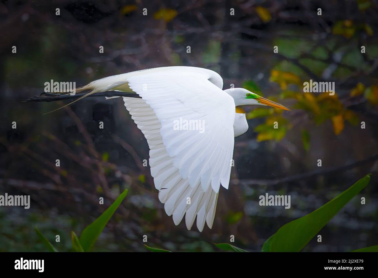 A great white egret in flight in Everglades National Park. Stock Photo