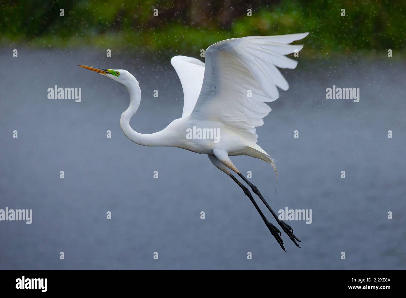 A great white egret takes flight in the rain at Everglades National Park. Stock Photo
