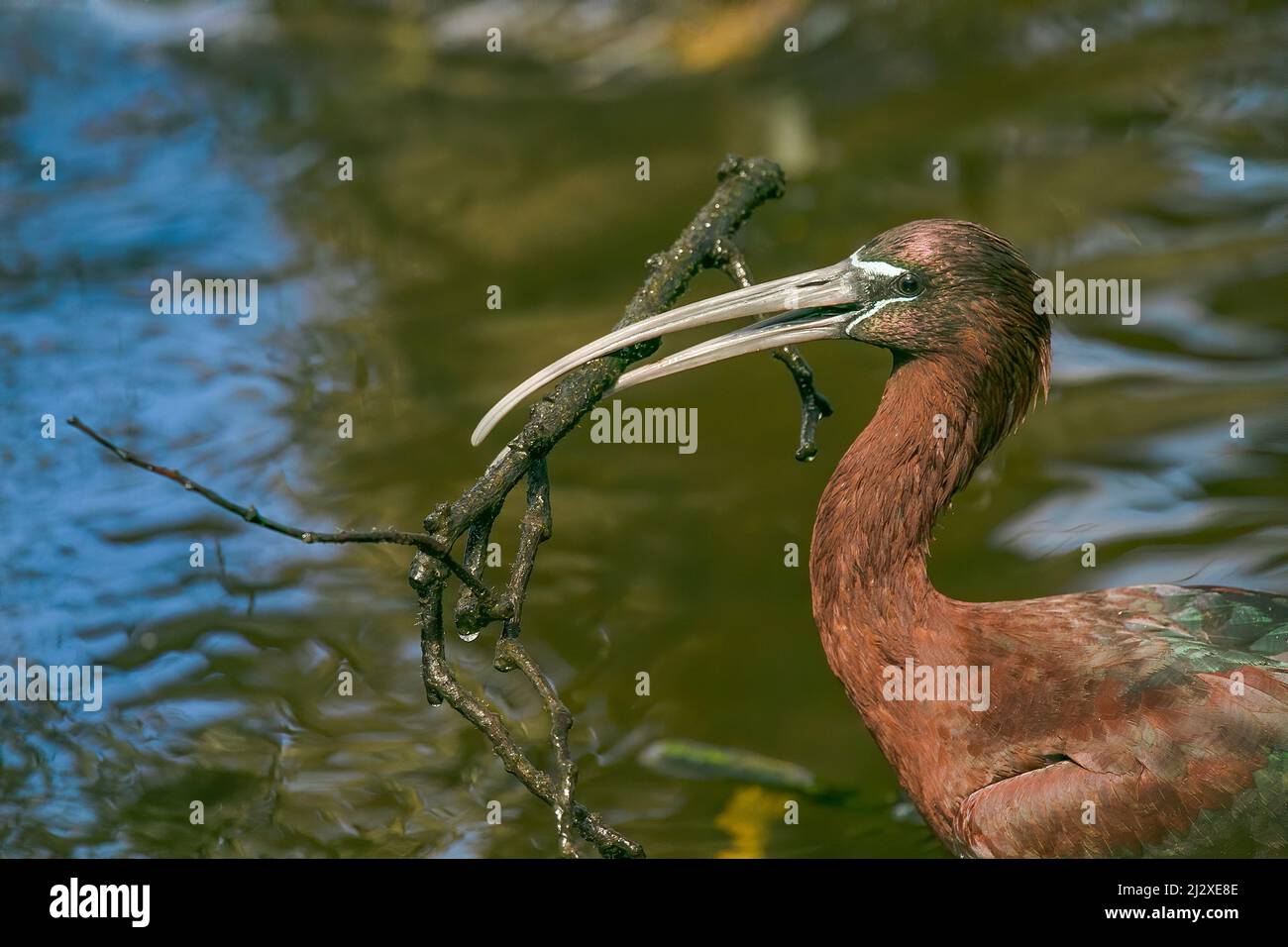 A glossy ibis finds a twig to bring back to its nest in the Florida Everglades. Stock Photo