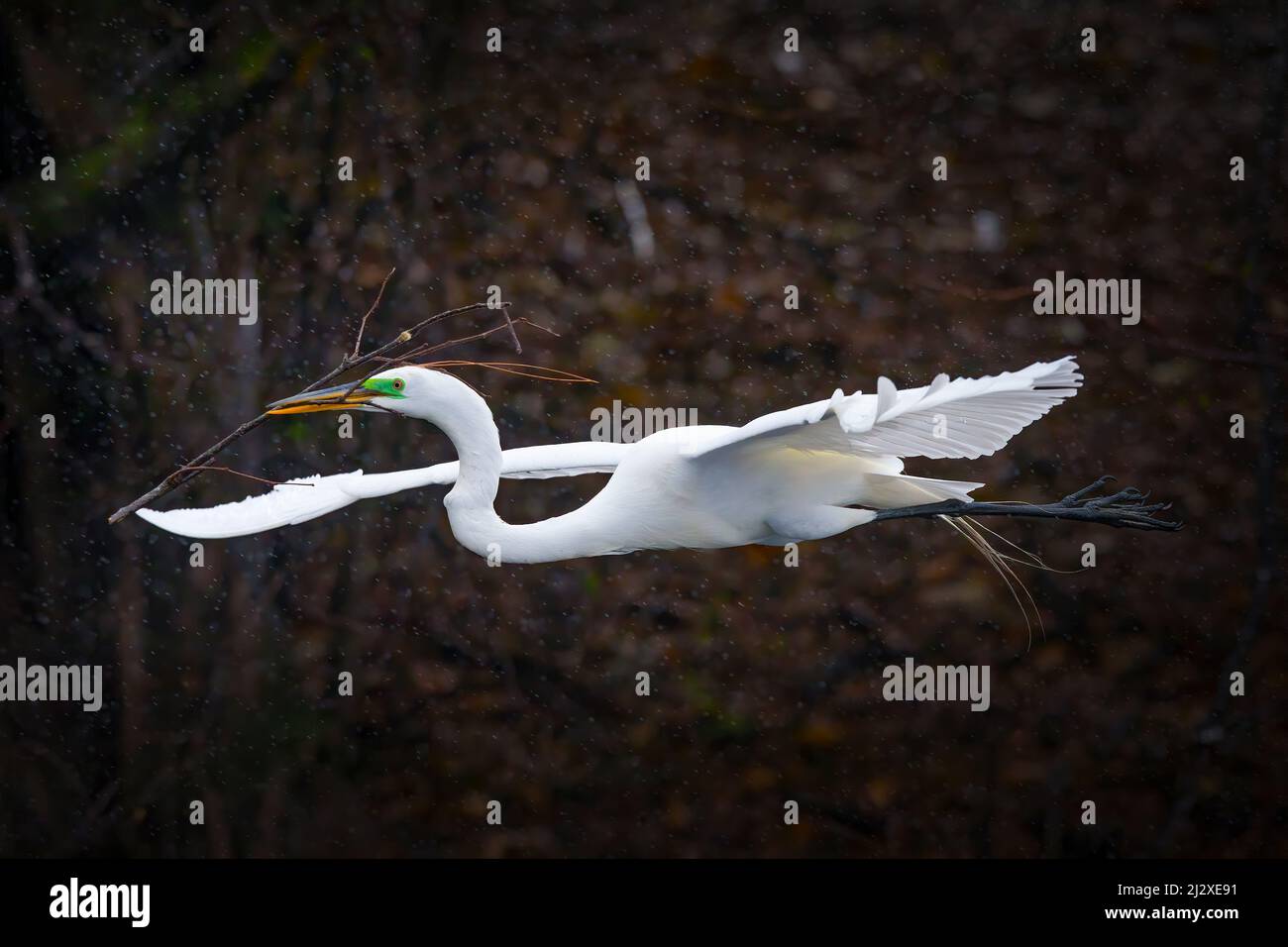 A great white egret flies back to its nest with a twig for nest building. Stock Photo
