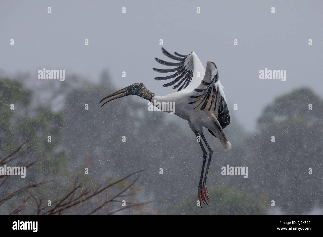 A wood stork comes in for a landing in the pouring rain in the Florida Everglades. Stock Photo