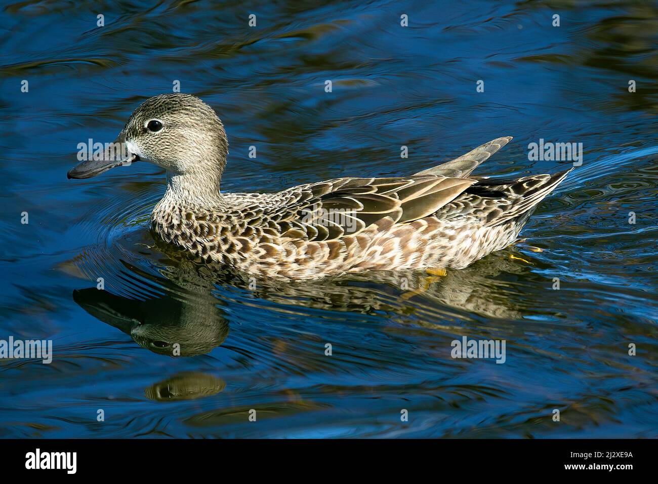 A female blue-winged teal duck swims along a pond in the Florida Evergaldes. Stock Photo