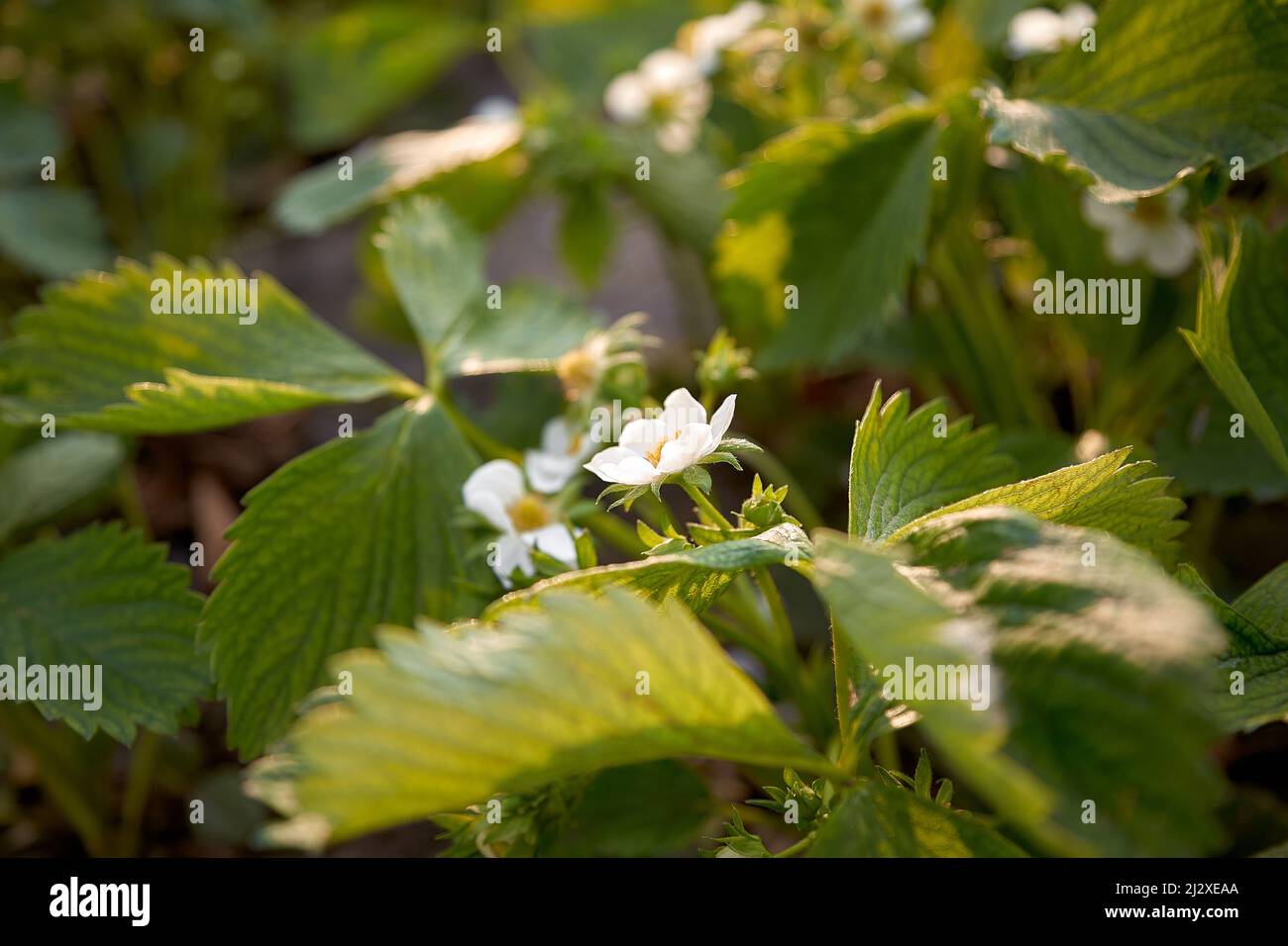 Organic fresh blooming strawberry at evening light Stock Photo - Alamy