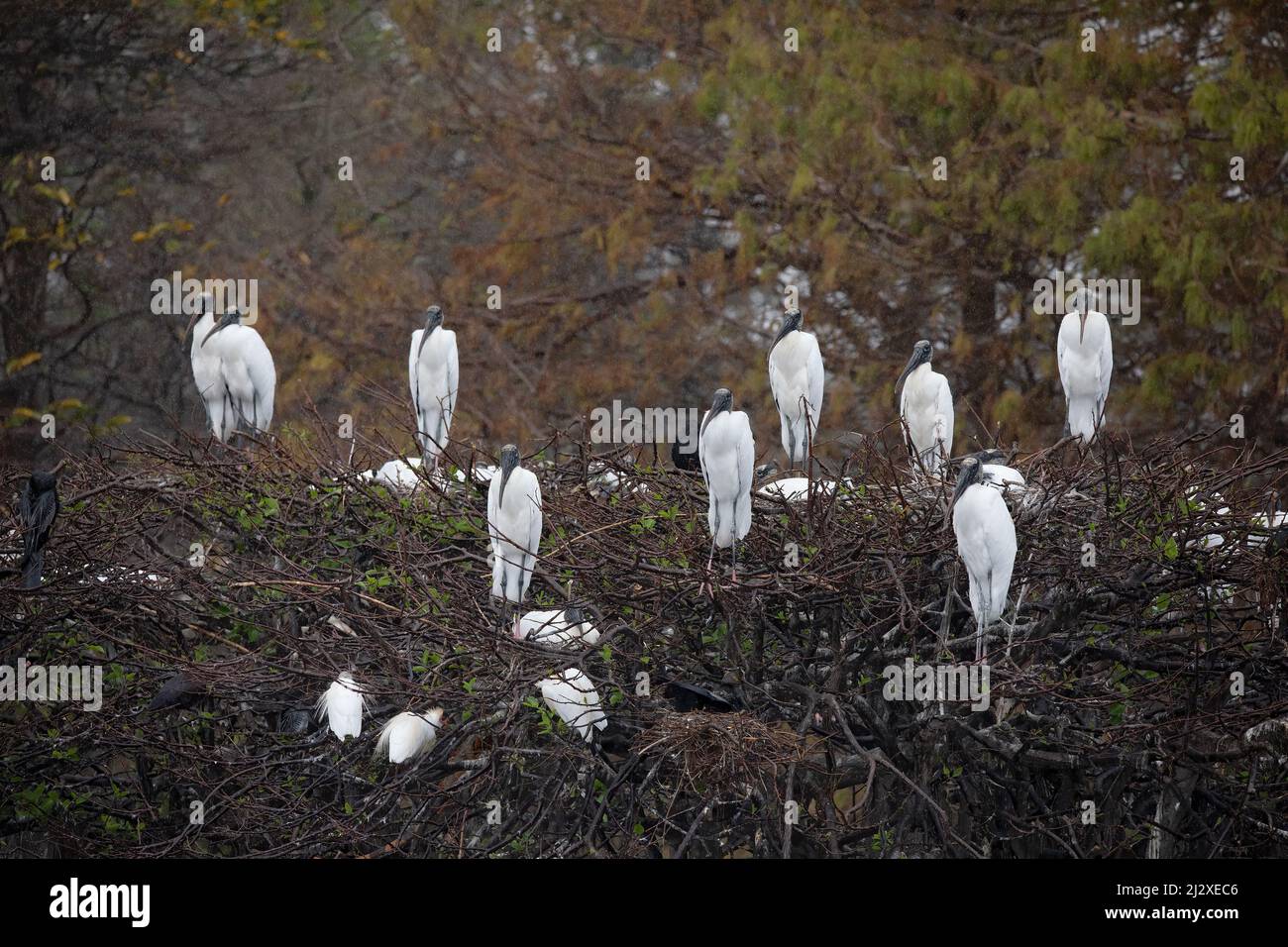A group of wood storks stand on top of their nesting tree in the Florida Everglades. Stock Photo