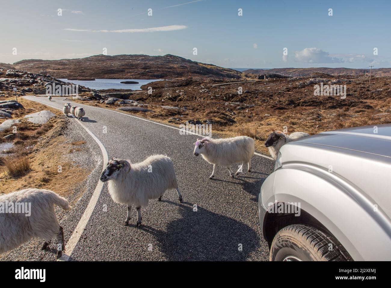 Blackface sheep on the Golden Road, Isle of Harris, Outer Hebrides, Scotland UK Stock Photo