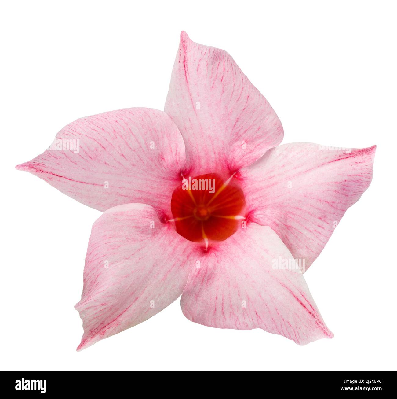 Pink mandevilla flower isolated on white background Stock Photo