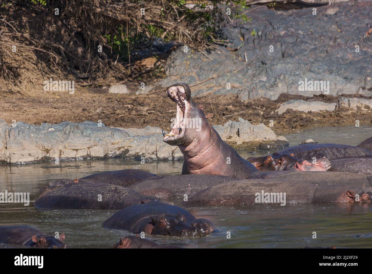 Huge Hippo with mouth wide open in a Serengeti National Park Hippo Pond
