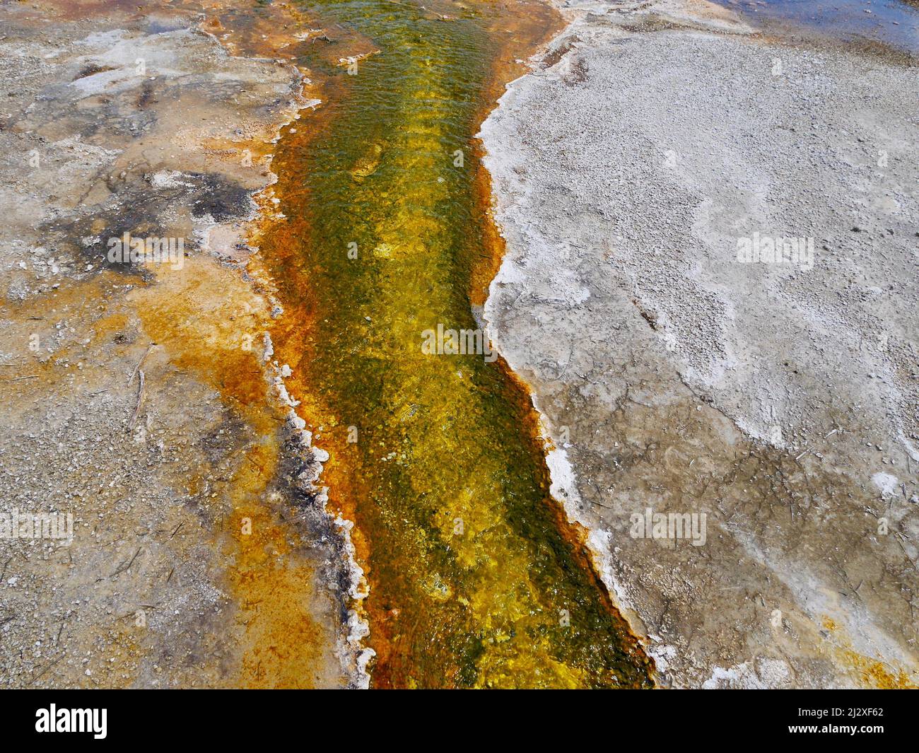 Sulfur bacteria hires stock photography and images Alamy