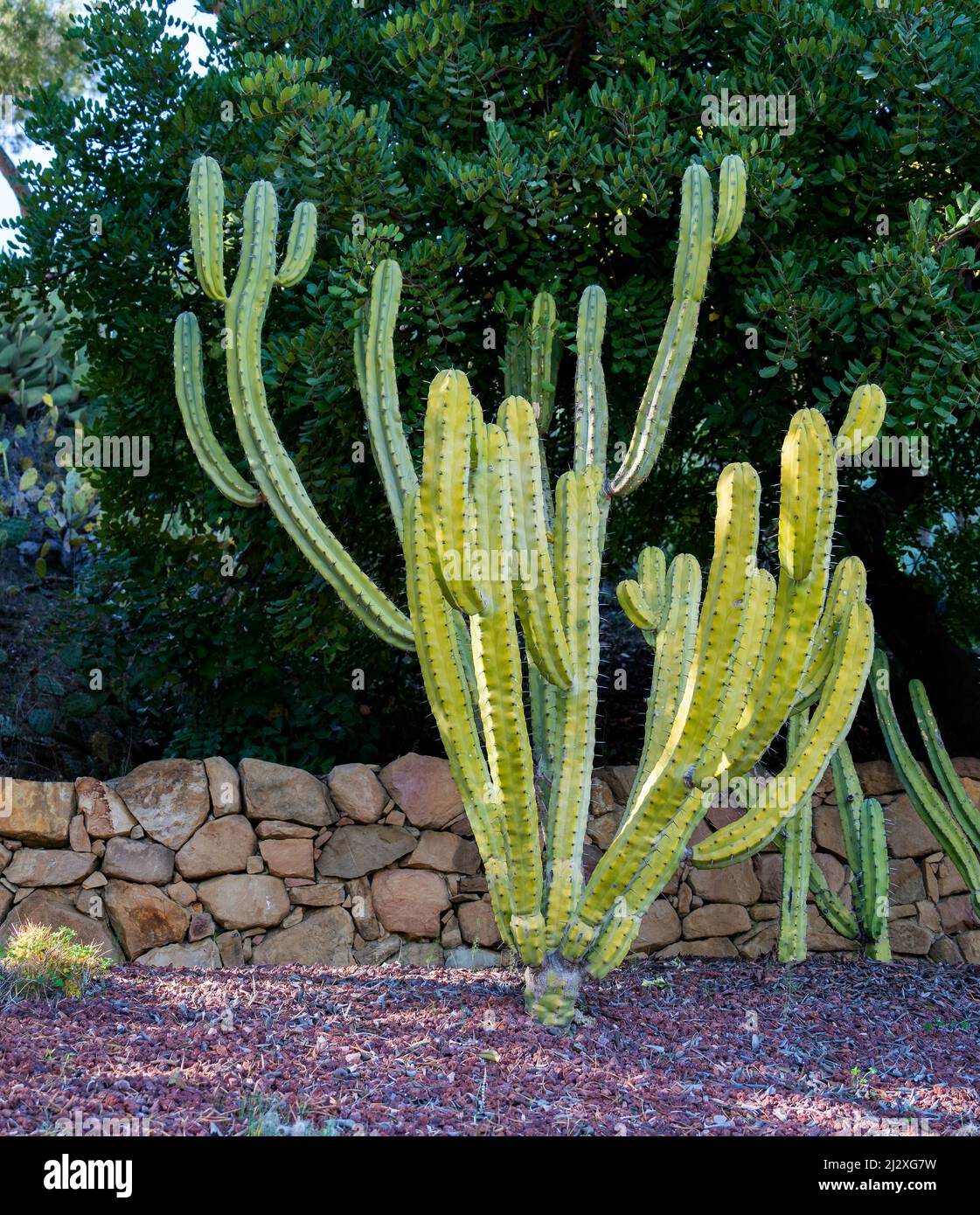 Close up of Bilberry cactus aka Whortleberry cactus or Blue candle (Myrtillocactus geometrizans) Stock Photo