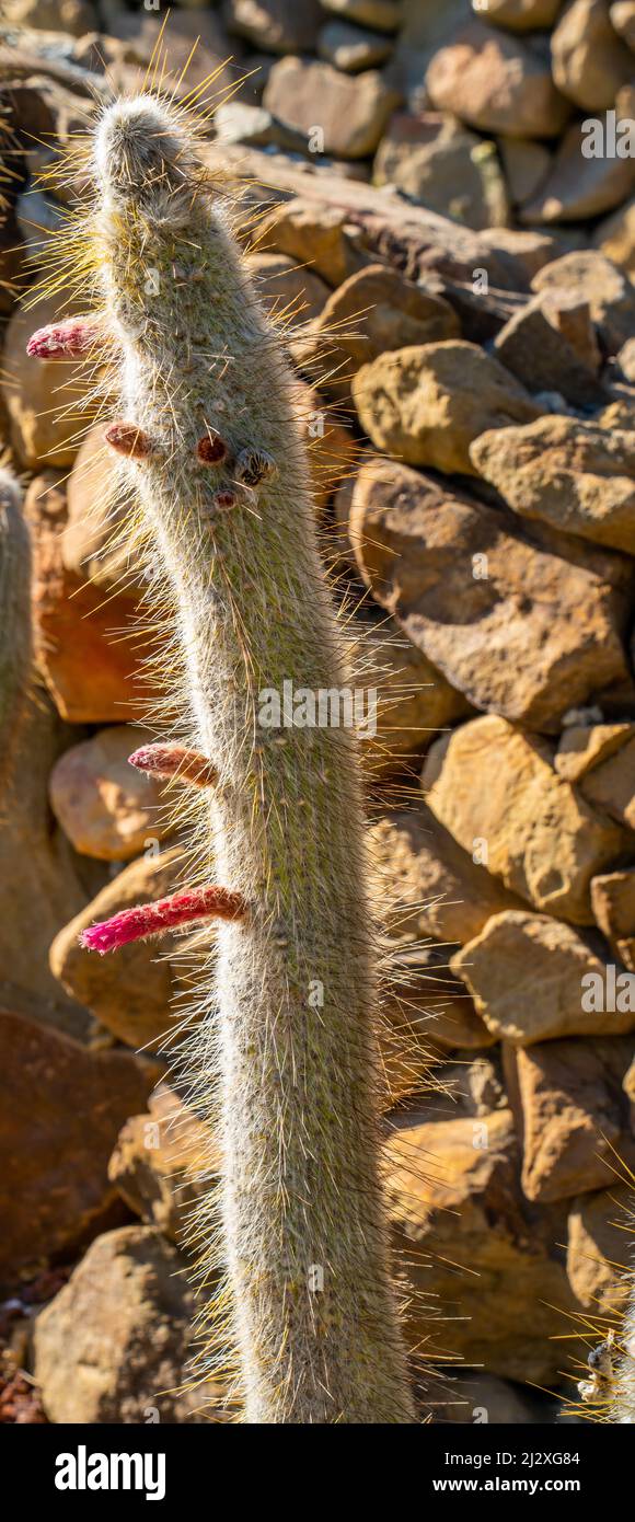 Close up of Silver torch aka Wooly torch (Cleistocactus strausii) Stock Photo