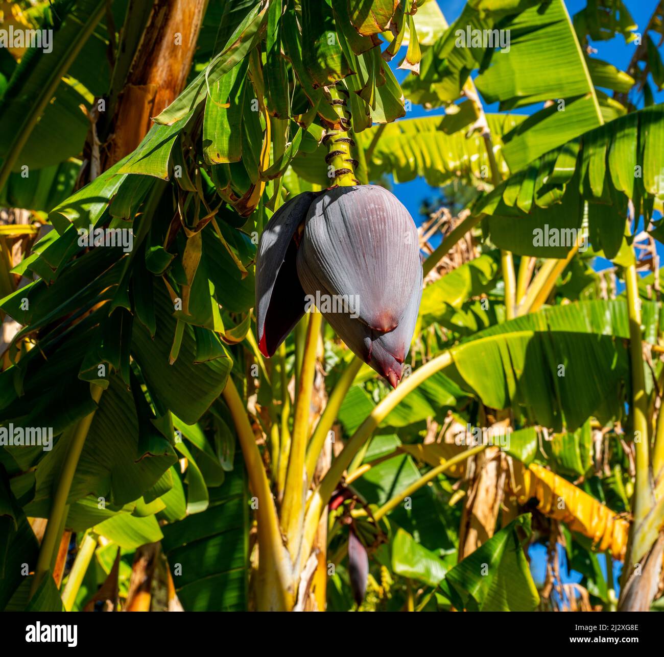 Close up of Banana flower (Musa acuminata Stock Photo Alamy