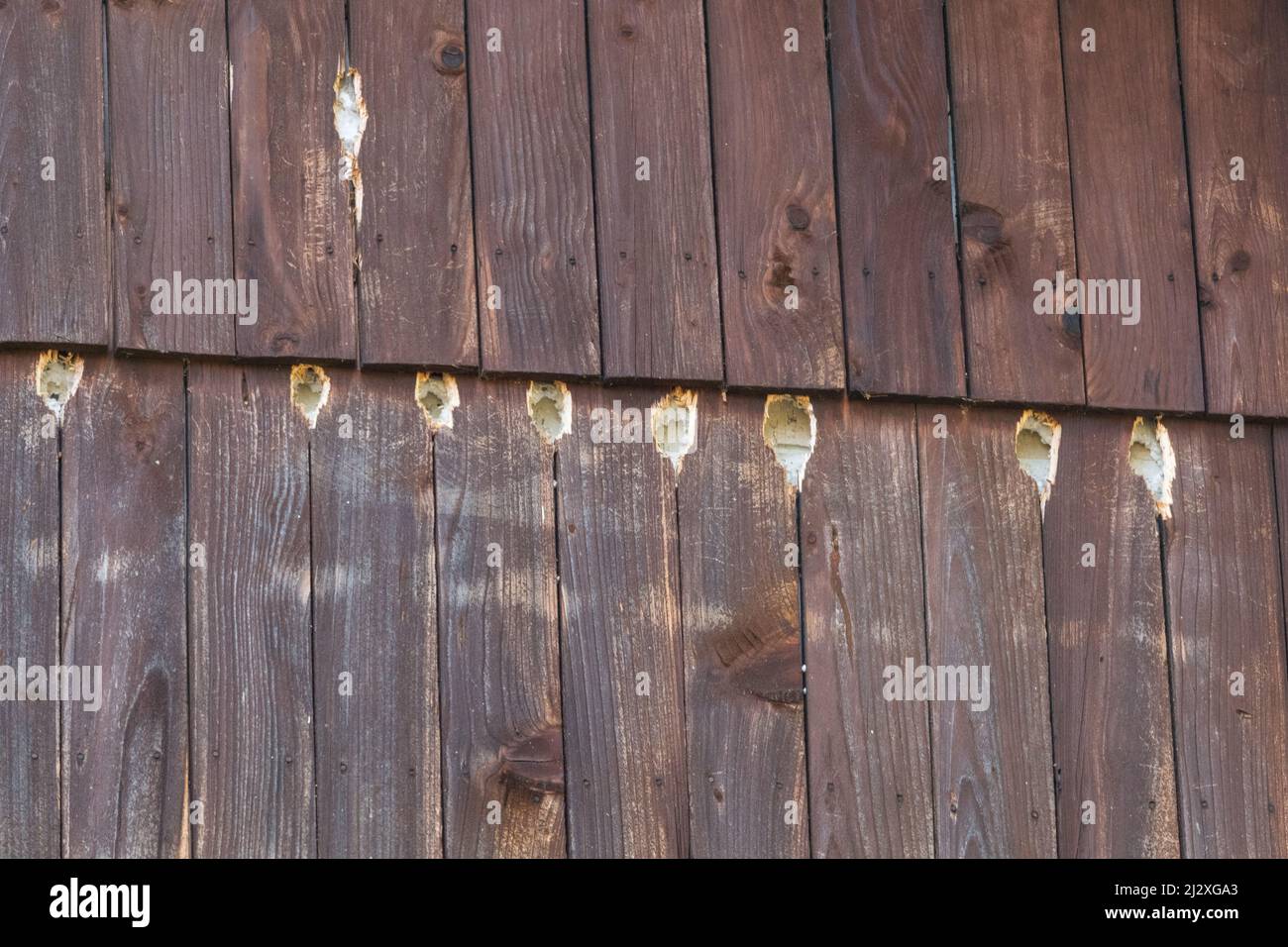 Holes on exterior house wood wall made by a woodpecker. Daily