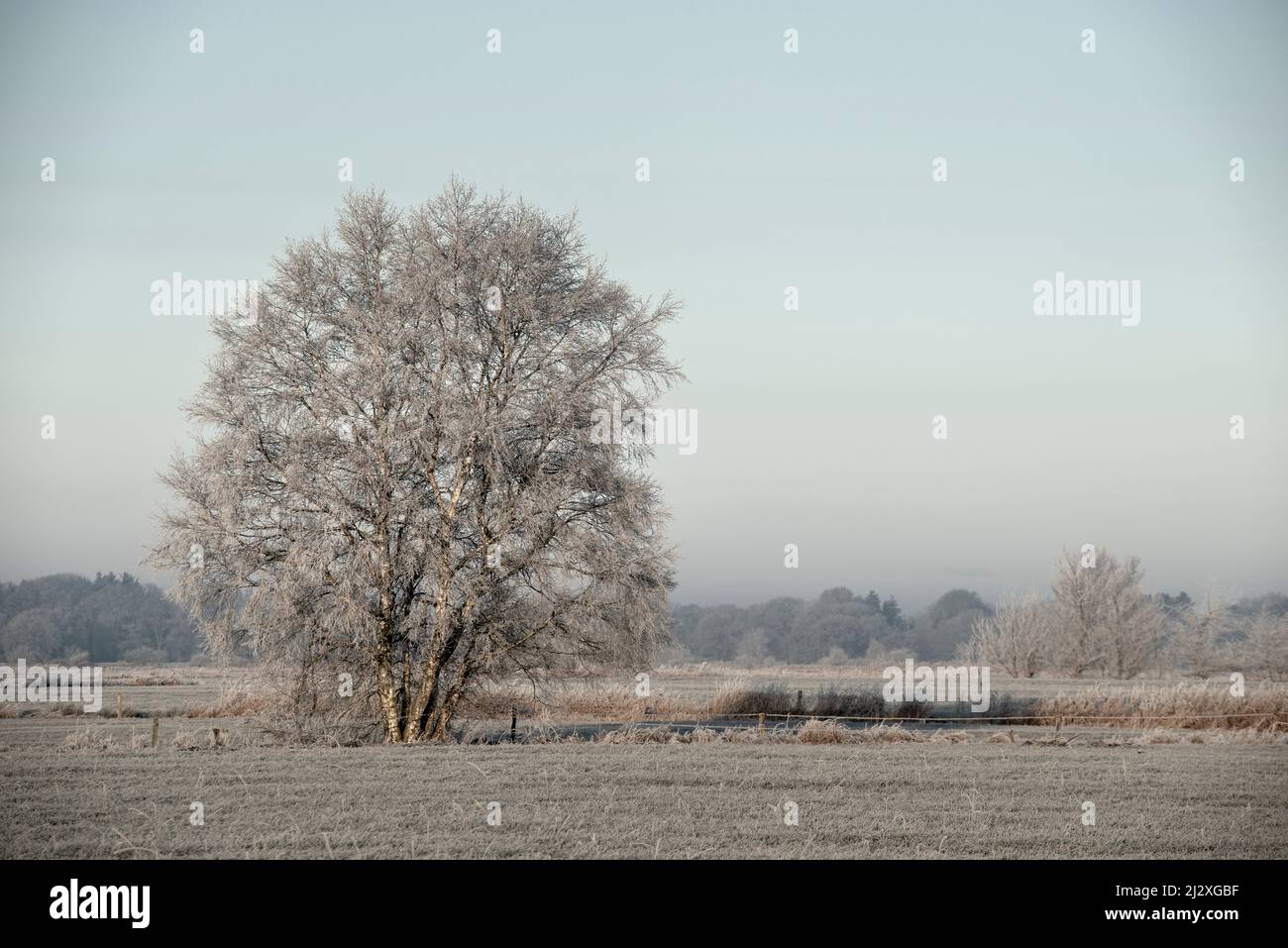 Tree on a field in frost and fog, Etzel, East Friesland, Lower Saxony, Germany, Europe Stock Photo
