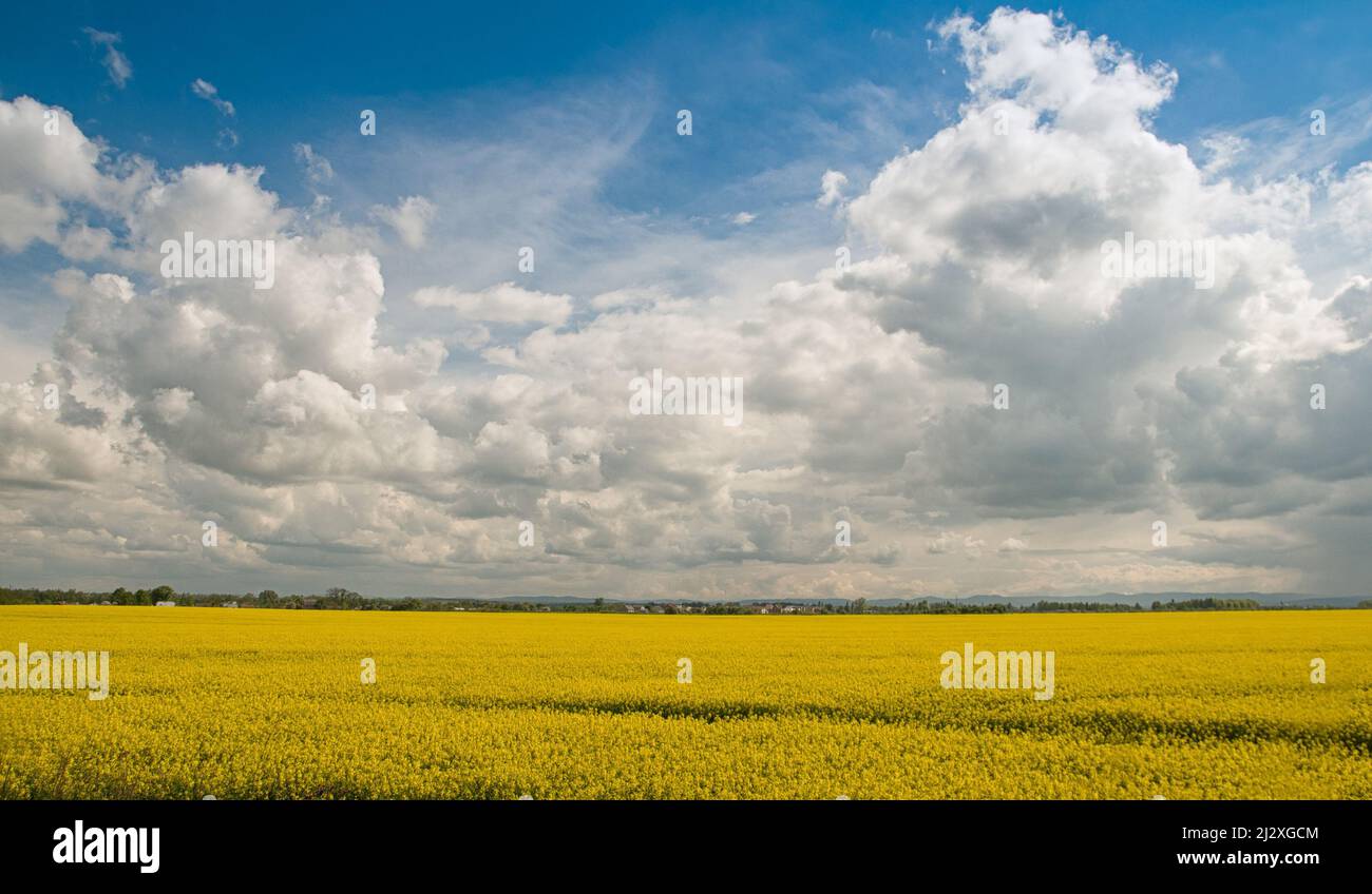 golden field of flowering rapeseed with beautiful clouds on sky Stock Photo