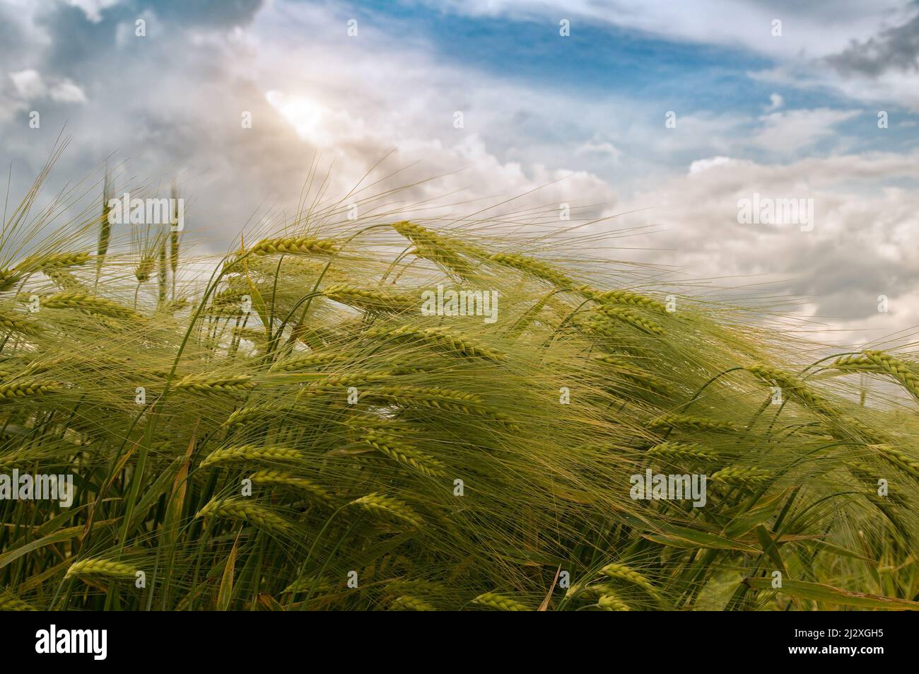 rye field in the sun with blue sky and fluffy clouds Stock Photo