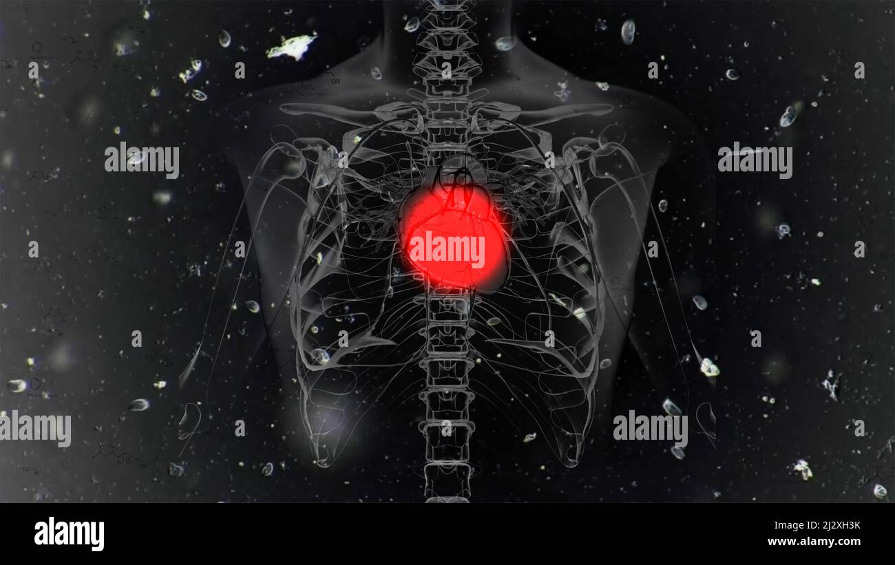 Computer Generated Human Heart Blinking Red Dot System Anatomy Stock