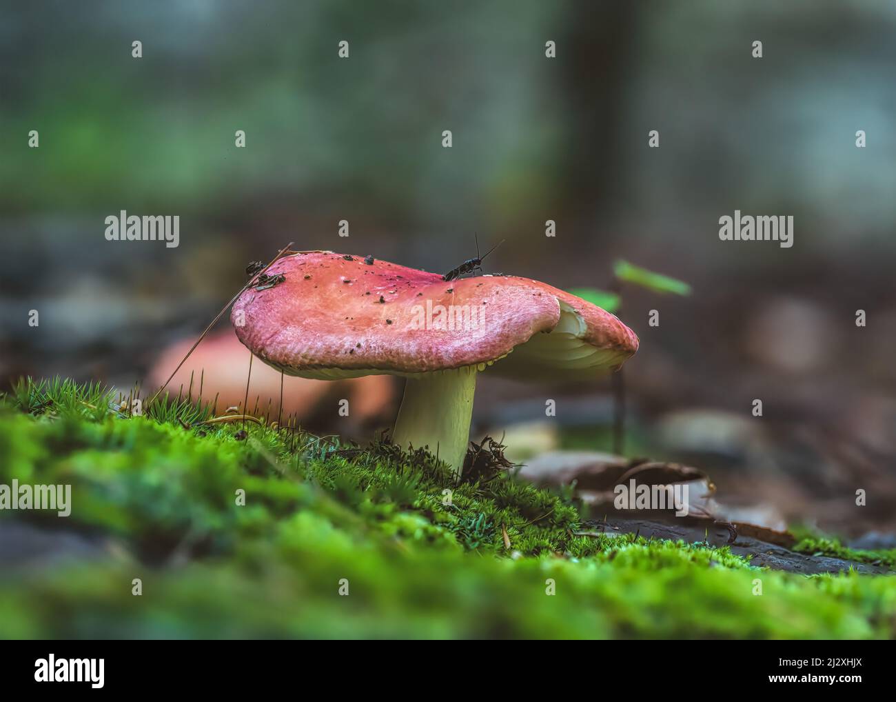 A selective focus shot of wild mushroom in the forest Stock Photo - Alamy