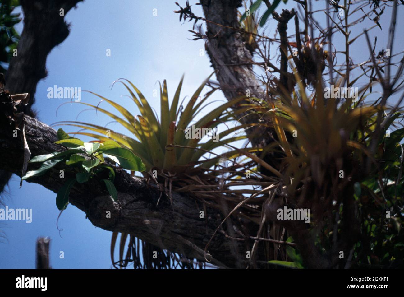 Antigua Fig Tree Hill Bromeliad Plant Growing On Tree Stock Photo Alamy