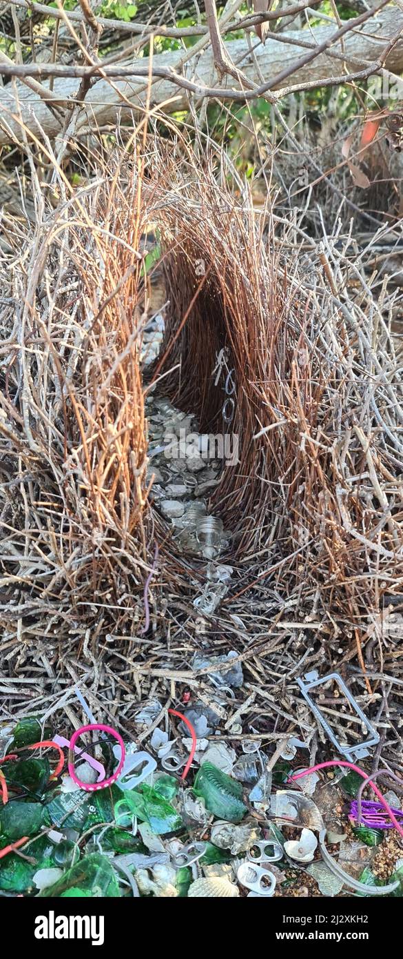 Bowerbird nest by the Sea in Weipa Stock Photo
