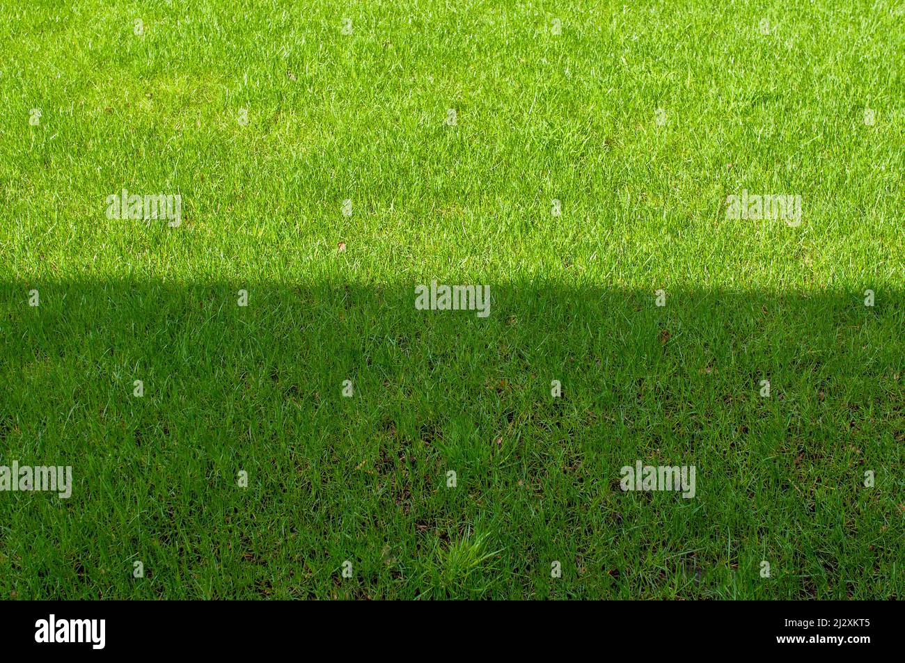 field with green grass half located in the sun Stock Photo - Alamy