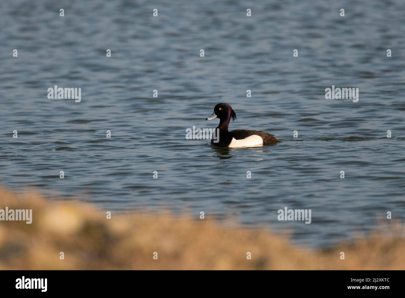 Male Tufted Duck (Aythya fuligula) seen on a lake in Lancashire, England Stock Photo