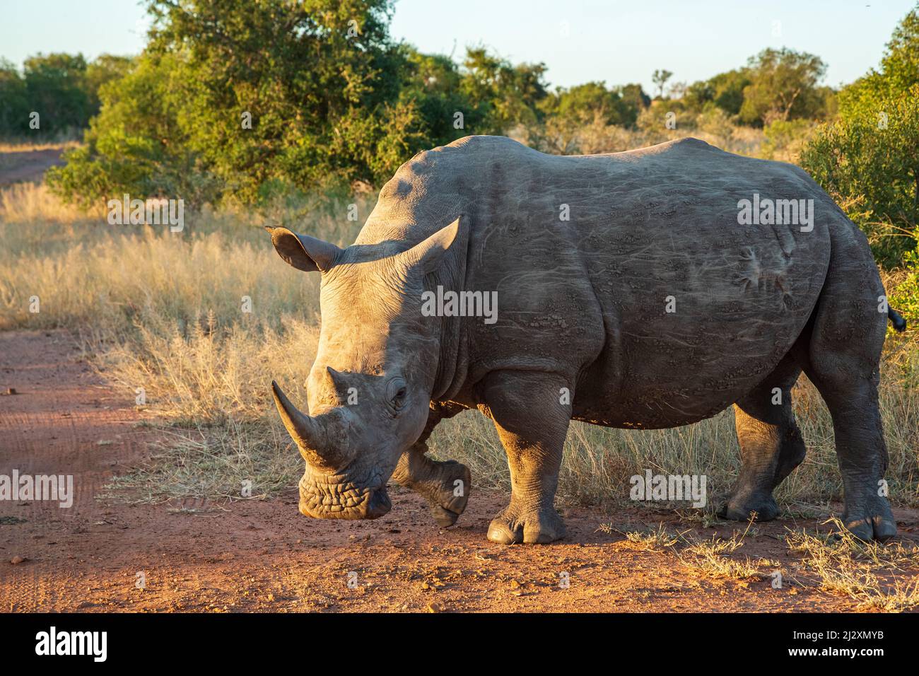 White rhino Ceratotherium simum at Mkhaya Game Reserve, Eswatini Stock Photo