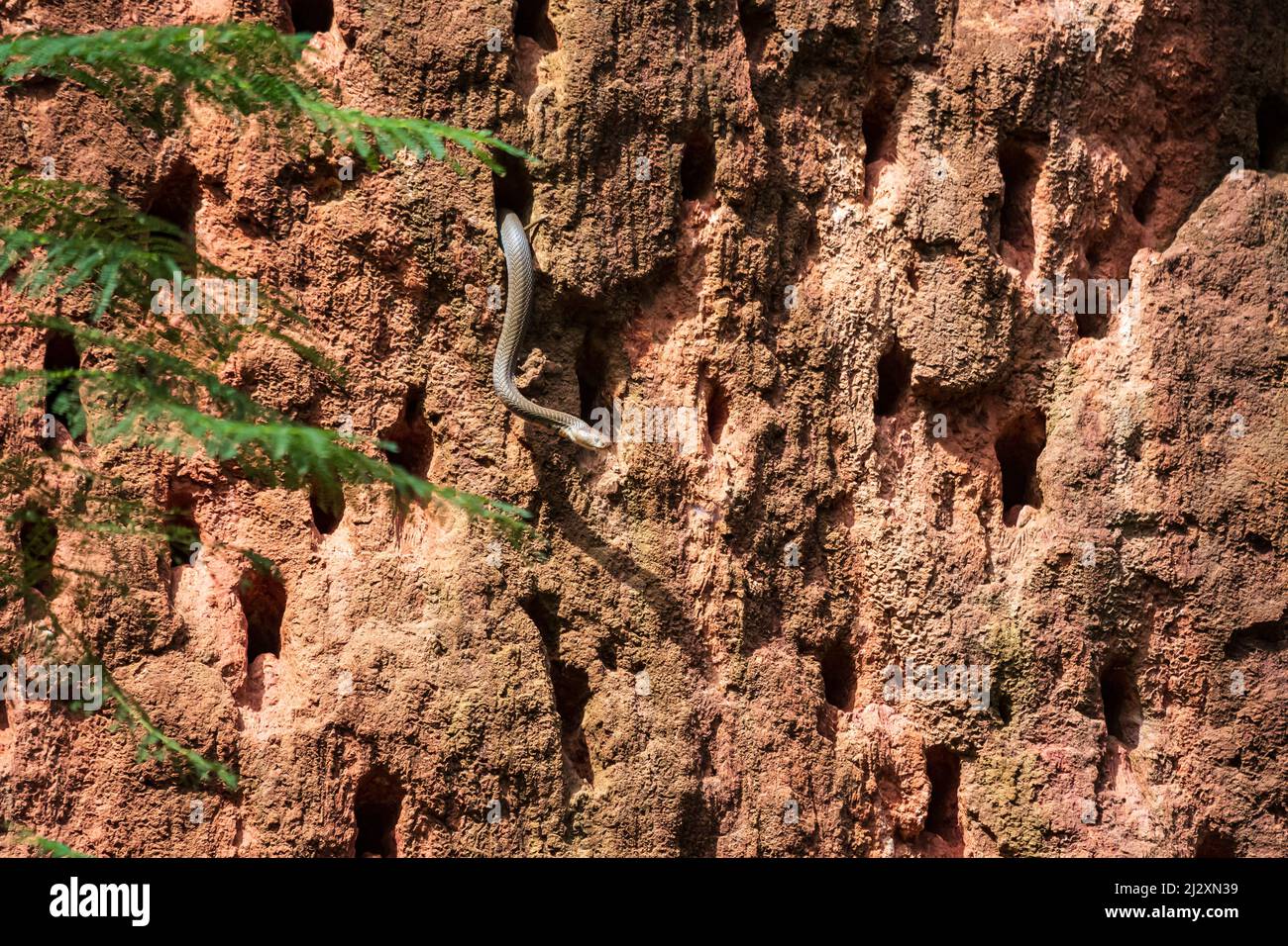 Olive Grass Snake inspecting bee eater nesting cavities for prey, Mlilwane Wildlife Sanctuary, Eswatini Stock Photo