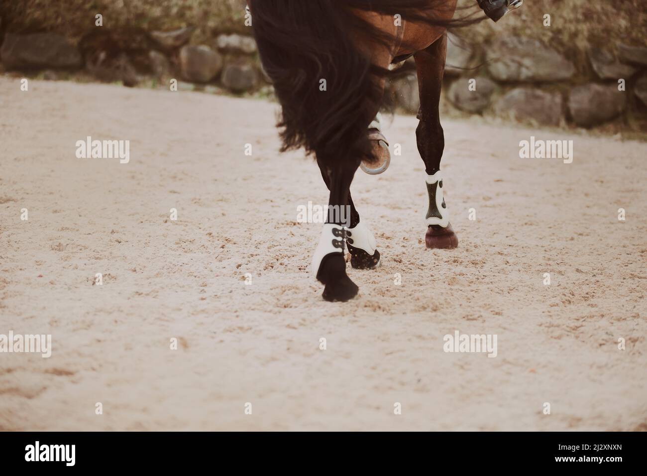 The hooves of a bay fast horse with a long tail, galloping, step on the sand in the arena. Equestrian sports. Horse riding. Stock Photo