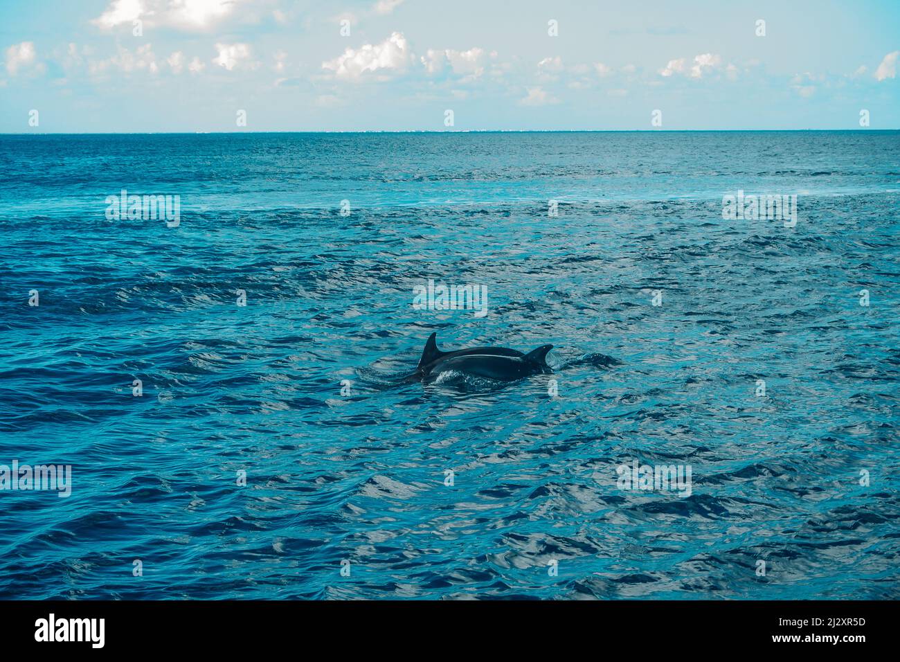 fin of a dolphin in the sea of cozumel Stock Photo