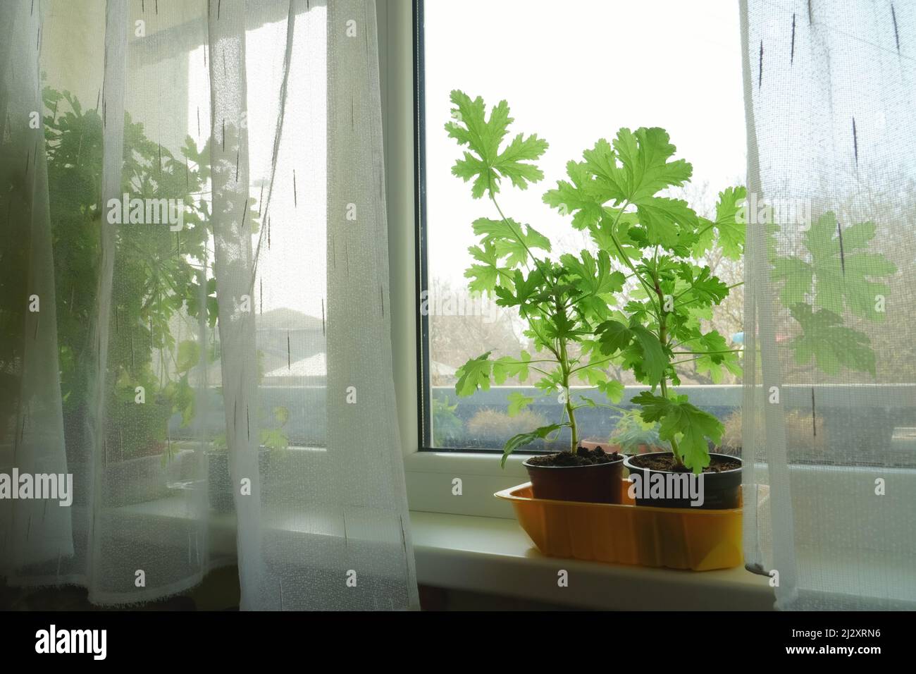 Green plant seedlings of the sweet-scented geranium. The medical herbs growing on a windowsill. A view is focused on the young plant leaves. Stock Photo