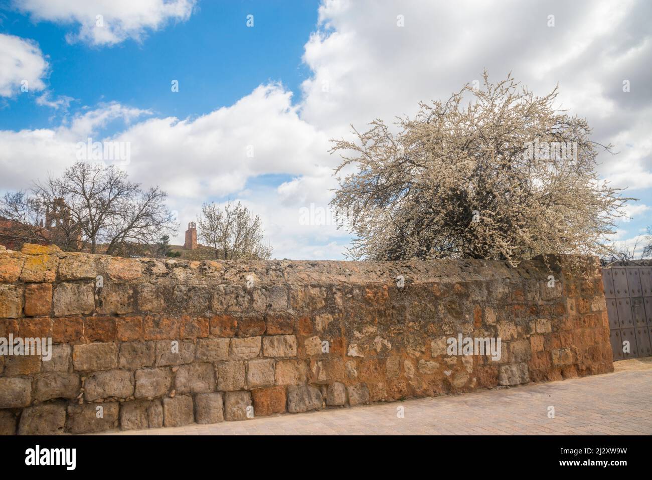 Flowered tree and stone wall. Ayllon, Segovia province, Castilla Leon, Spain. Stock Photo