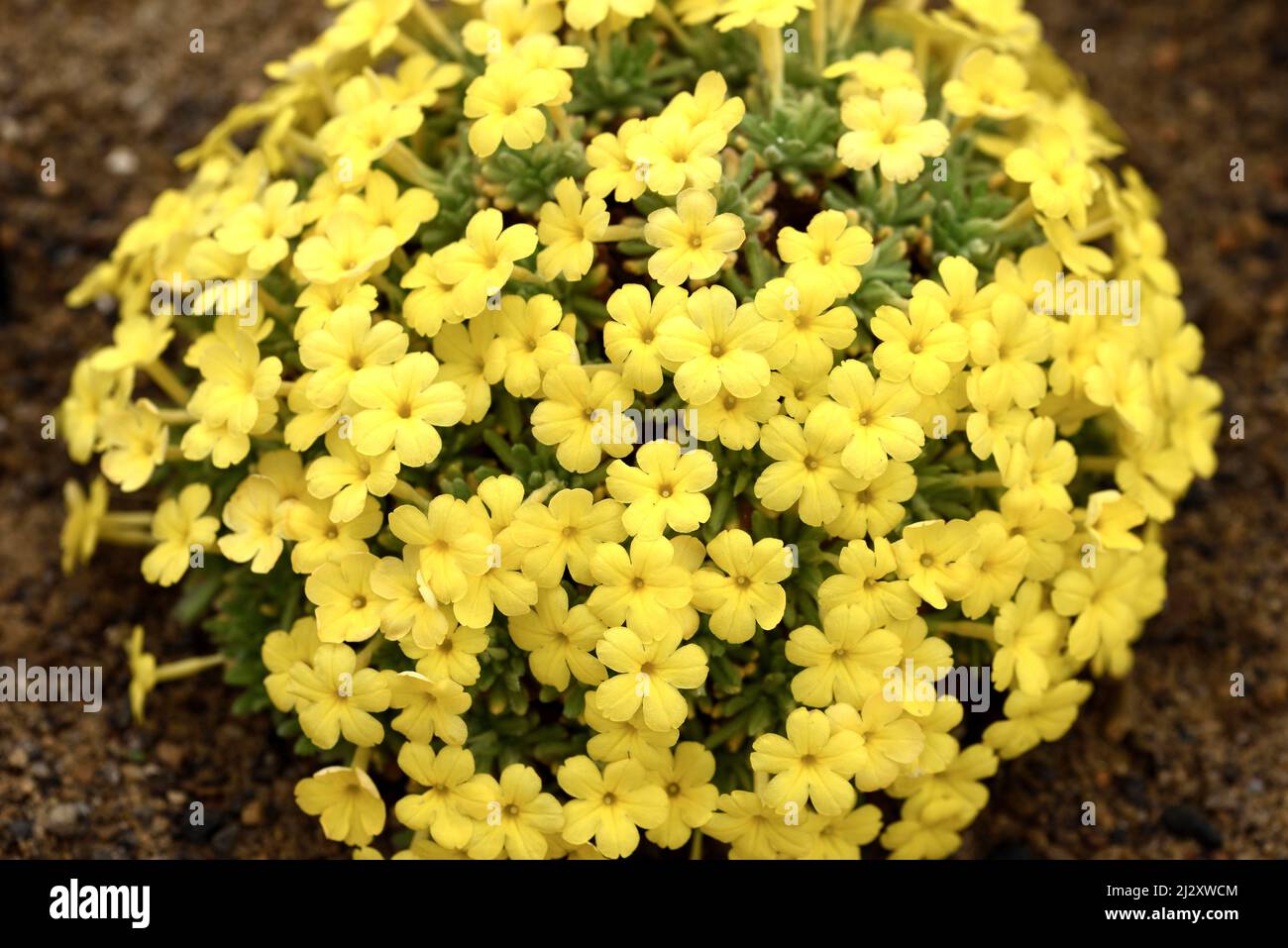 The yellow flowers of Dionysia Bevere. Stock Photo
