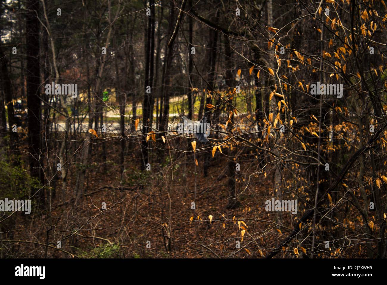 The plastic grocery bag hanging from a tree in the forest Stock Photo