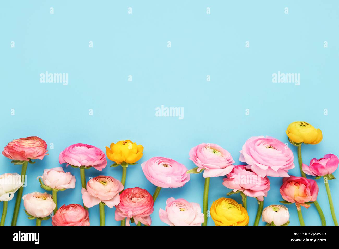 Colorful ranunculus flowers on a light blue background. Mothers Day, Valentines Day, birthday concept. Top view, copy space for text Stock Photo