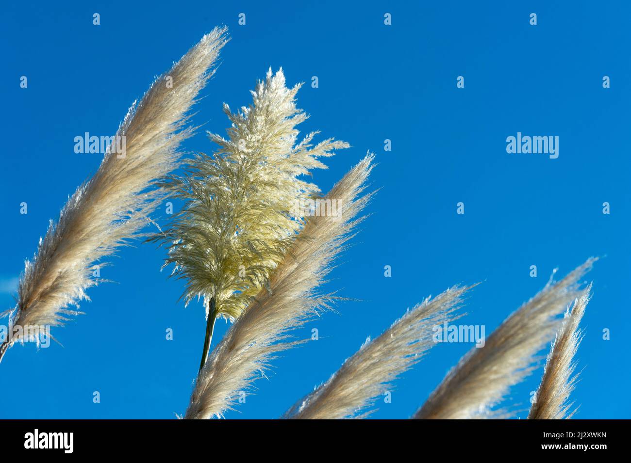 Reed grass glows in the sun against a blue sky, Blenheim, New Zealand Stock Photo