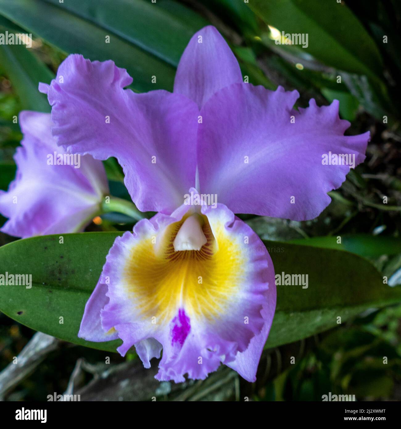 Purple Cattleya Orchid. Close up in Anchieta, State of Espirito Santo, Brazil. Stock Photo