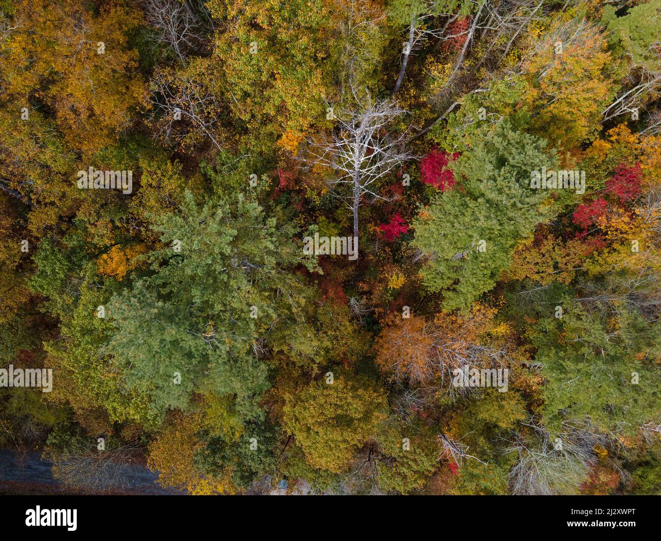 An aerial view of a beautiful dense forest with colorful trees in