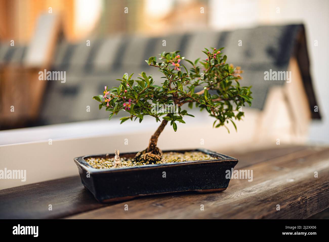 Flowering Bonsai with rabbit on rooftop Stock Photo