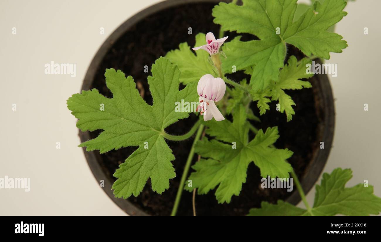 Geraniaceae aromatic plant sample - a family of flowering plants that can be growing in a flat on a windowsill. A view of the sweet-scented geranium l Stock Photo