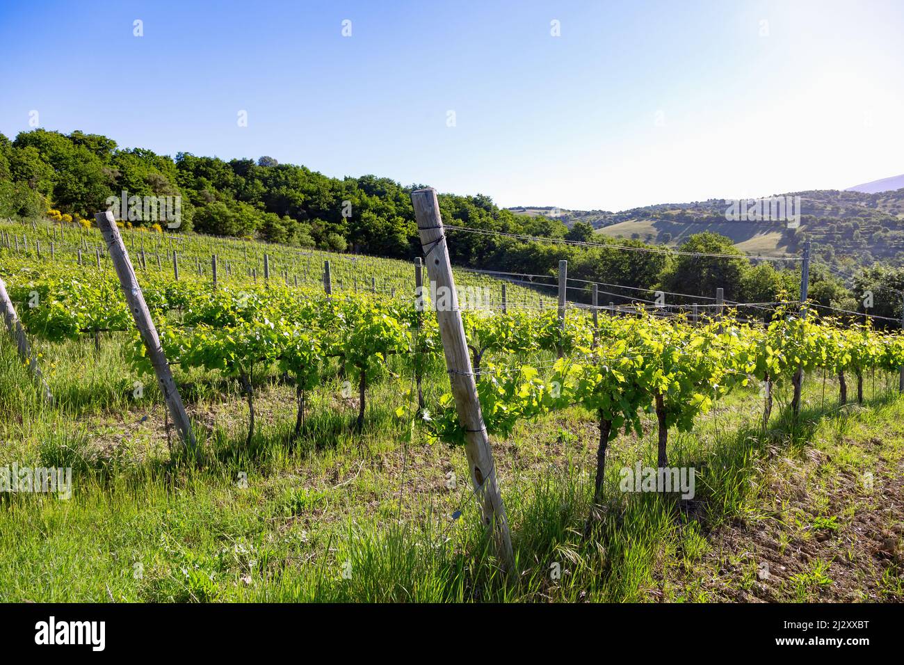 Vineyard and hilly landscape near Castel Rigone on Lake Trasimeno Stock ...
