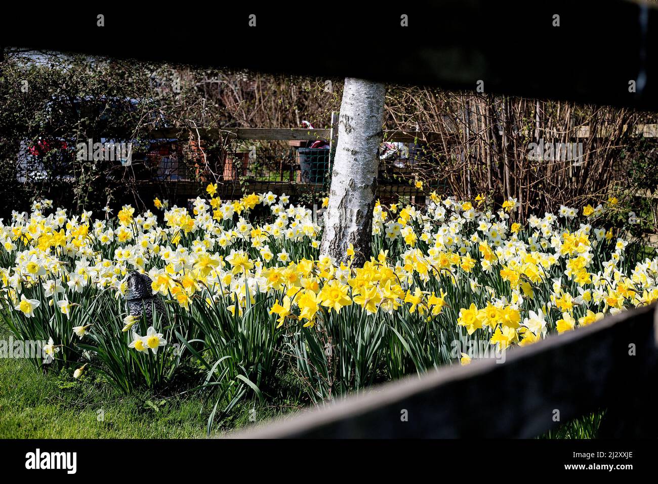 Spring daffodils bloom in West Hanney, Oxfordshire, UK Stock Photo