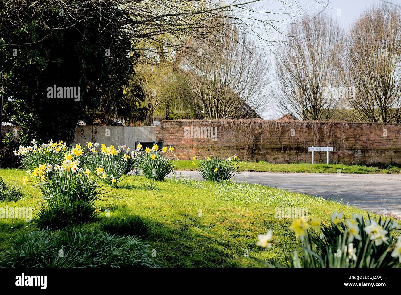 Spring daffodils bloom in Church Street, West Hanney, Oxfordshire, UK Stock Photo