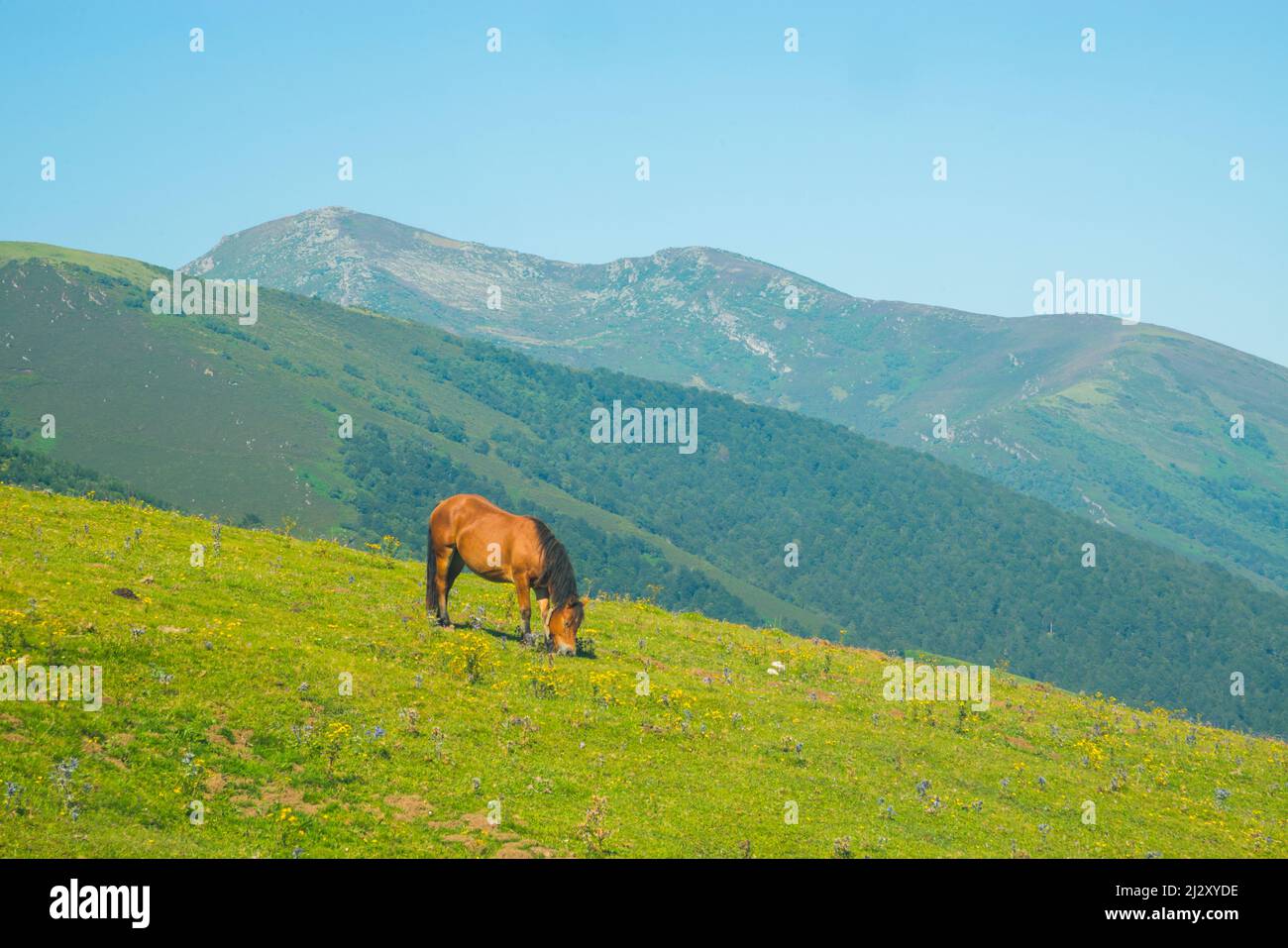Horse in a meadow. Palombera mountain pass, Cantabria, Spain. Stock Photo