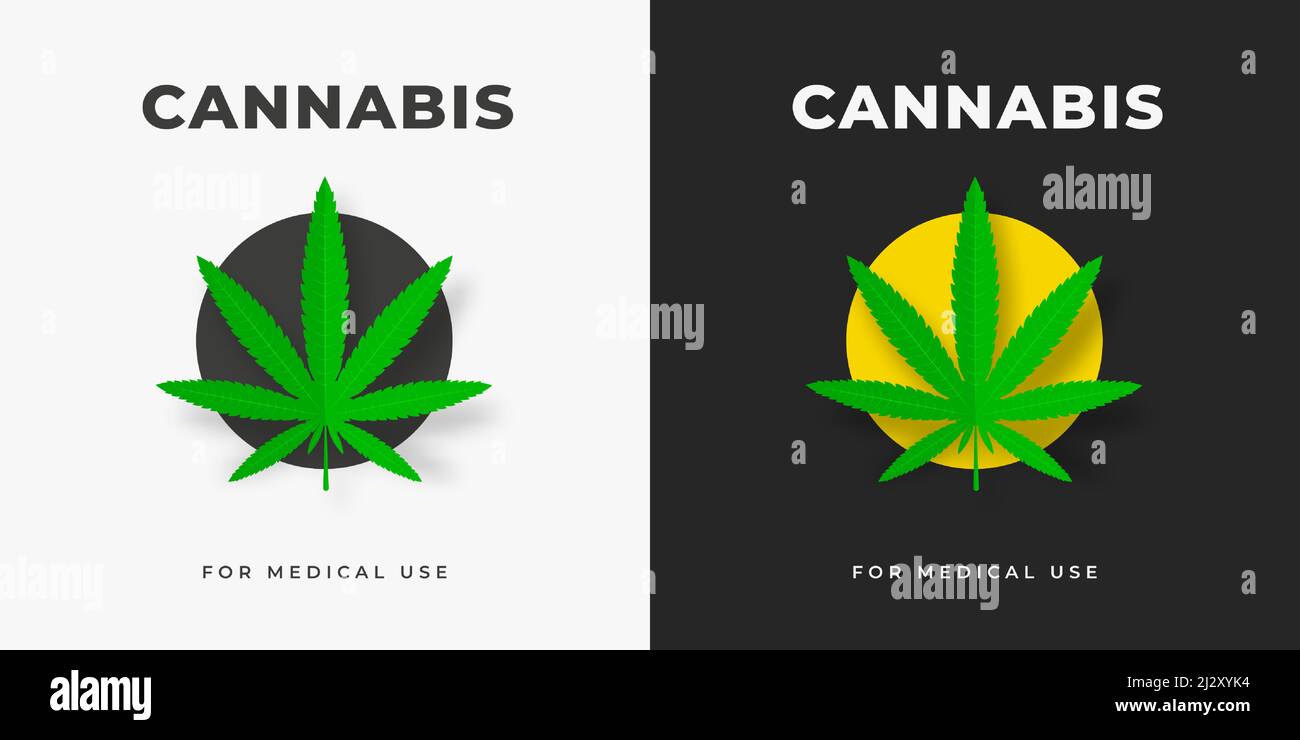 Vector logo with cannabis leaves, in a yellow circle, on a white and black background. Indica and sativa medical marijuana emblem design. Graphic badg Stock Vector