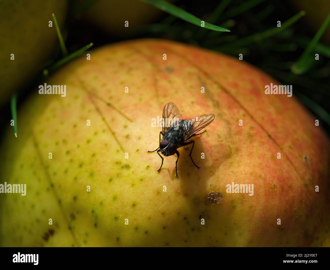 fruit fly sitting on an apple which is laying on the ground in a garden ...