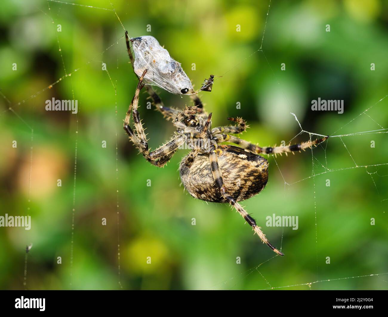 macro shot of european cross spider in web with its prey in garden with ...