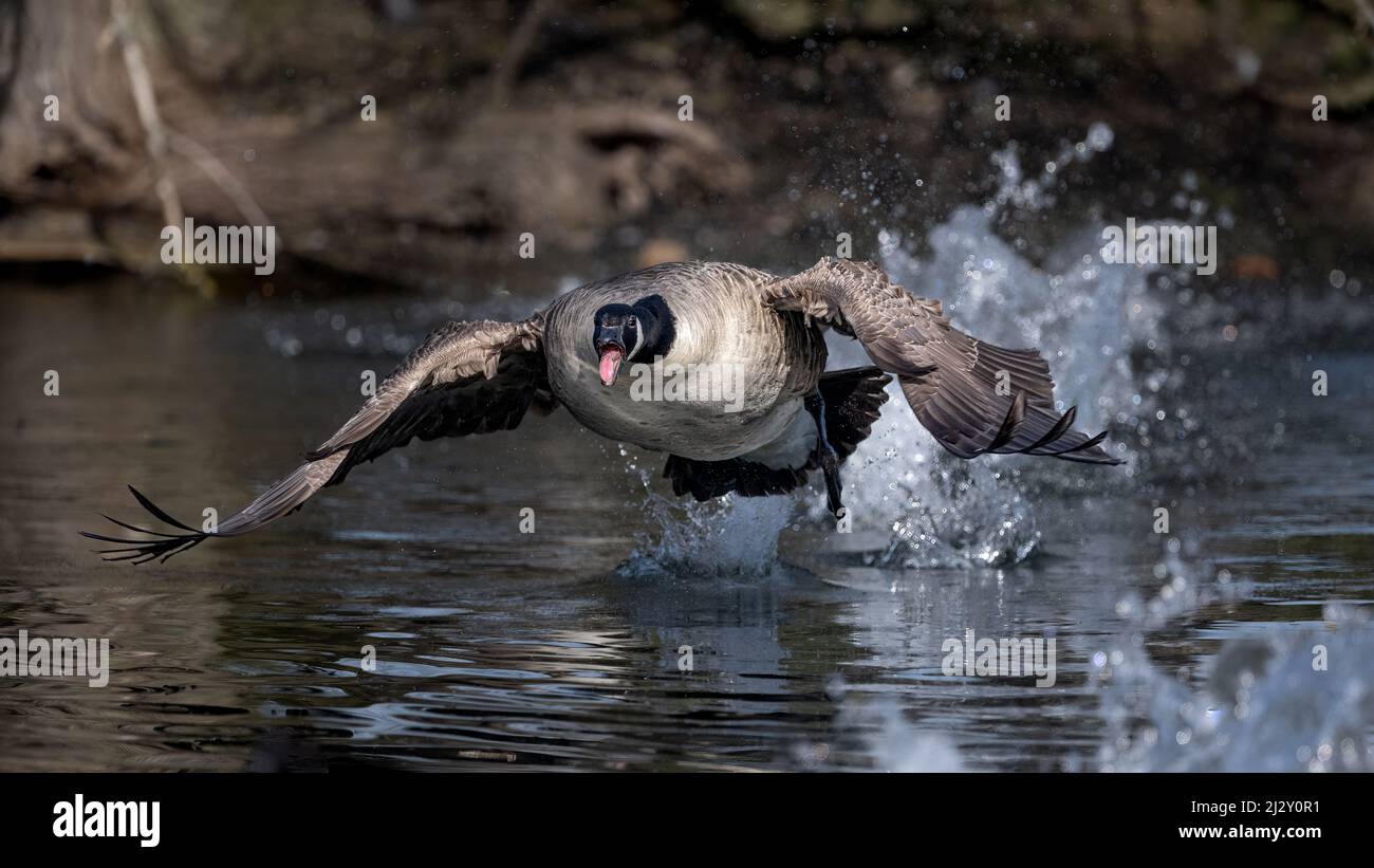 Wild Goose Chase. An irate Canada Goose (branta canadensis) scrabbles to take off in a charge against a rival Stock Photo